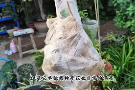 秋季流苏落叶，现在栽种整合适，春季开成白色花树视频封面