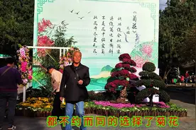 秋正浓，菊正盛，为何有人污名菊花？视频封面
