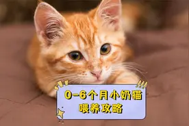 0-6个月的小奶猫喂养方法，宠主赶紧收藏起来！视频封面