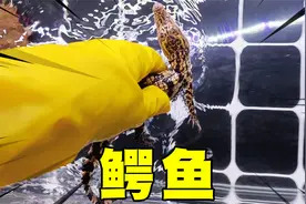 网购花88买了条小鳄鱼当宠物养，开箱后异常凶猛，跳起来咬人！视频封面