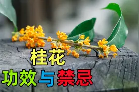 桂花的功效、作用与禁忌