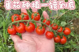 小番茄种植全流程！从种子到成熟详解