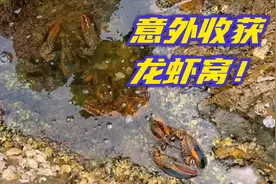 礁石区石缝中竟爬出大龙虾！走近看一窝大龙虾！石坑中还有海参！视频封面