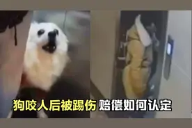 被告不认可原告说法，宠物狗被踢伤，责任与赔偿如何划分