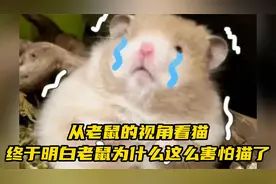 从老鼠的视角看猫，终于明白老鼠为什么这么害怕猫了！视频封面