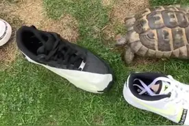 为什么乌龟讨厌黑色！ #动物  #动物世界  #野生动物  #乌龟  #动物趣闻 