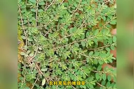 地棉草对牛皮癣的作用视频封面