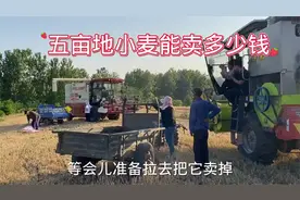 河南唐河小麦收割了，5亩地的小麦能卖多少钱，一起去收购站了解视频封面