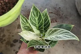 铂金钻不是戒指，而是绿植，室内栽培很漂亮，而且非常好养