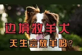 【狗狗三千问】边境牧羊犬天生会牧羊吗？视频封面