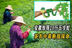 安徽惊现20斤巨型五步蛇，茶农中毒断指保命，专家冒死前往调查视频封面