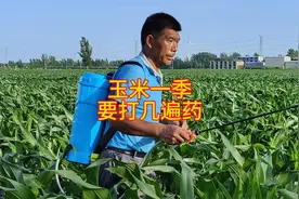 玉米一季，要打几遍药视频封面