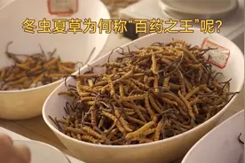 冬虫夏草为何称“百药之王”呢？