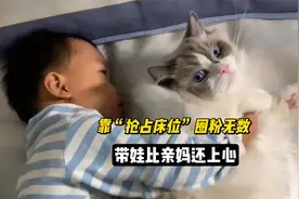 8岁的布偶猫乔治，靠“抢占床位”圈粉无数，带娃比亲妈还要上心视频封面