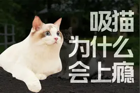 为什么人类吸猫会如此疯狂上瘾视频封面