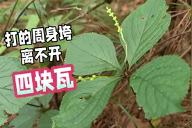 四块瓦泡酒用途多，很多网友都在找，你知道它究竟有哪些功能吗？