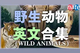 【合集】100种好看的野生动物实景英文，从零开始学/英语单词视频封面