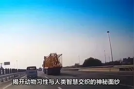 一头猪掉在高速公路上，面包车司机看准时机下车捡漏，结果悲剧了视频封面