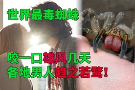 巴西游走蛛，咬一口雄风几天，各地男人趋之若鹜
