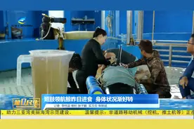三亚搁浅短肢领航鲸已恢复进食 身体状况逐渐好转