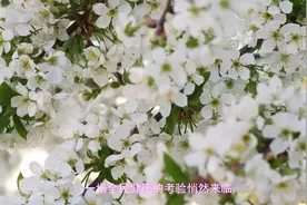 疫情放开后，安乃近王者归来，竟然扛起退热重任！它为何被禁用！