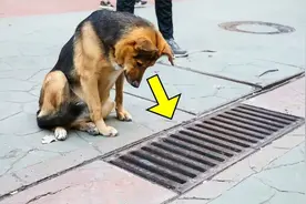狗每天都往下水道里看。人们打开井盖后惊讶了！视频封面