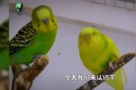 一掌能拍死野牛的棕熊，为啥俄罗斯家家户户都养？中国人能养吗？