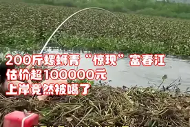 200斤螺蛳青“惊现”富春江，估价超100000元，上岸竟然被噶了！