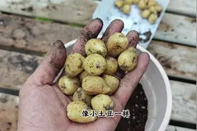 蓝铃花是耐寒花，粉白蓝三种色，花园种一些，开花很梦幻