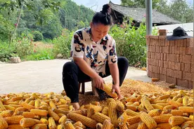 今天把摘回来的玉米剥出来晒干，再简单煮一大碗米粉嗦过瘾