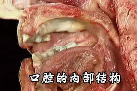 口腔的内部结构
