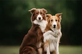 狗子们为何会连在一起，若强行将它们分开会有生命危险吗？