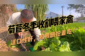 多年生菊苣牧草，种一次收割6~8年，天天割，养鹅冬天都有草吃视频封面