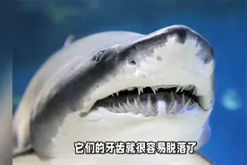 鲨鱼的牙齿其实很“脆弱”，半个月掉一排牙，一生会掉2万颗