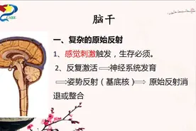 脑干与原始反射