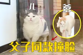 猫的智商到底遗传谁？一蠢蠢一窝！