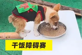 柯基干饭障碍赛，这年头吃个饭真不容易，主人这招也太损了视频封面