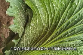 白菜叶背面有白色粉状颗粒是白菜白锈病，不要错用白粉病药剂防治视频封面