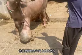 老牛脚上肿胀厉害，兽医决定做手术视频封面