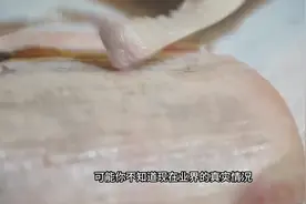 你敢相信吗我们平常所吃的蓝鳍金枪鱼都是假的真的有钱都难买视频封面