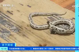 美国加州一宠物店现罕见双头王蛇视频封面