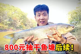 在农村花800元包下鱼塘，抽水捕鱼后续，今天又有新收获？视频封面