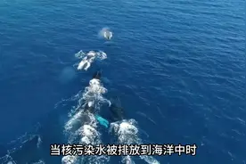 64种核放射性元素，七成以上超标，日本核废水对海洋生物的危害