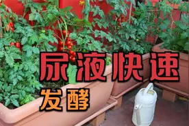 发酵尿液加点料，蔬菜根系发达、长势旺，能省一大笔肥料钱