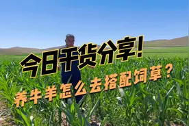 干货分享：养牛羊的牧草，能量饲草和蛋白饲草都在这里了！视频封面