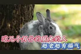 属兔的人，越老越有福气的出生月份，你是属于阴历这些月份的福兔视频封面