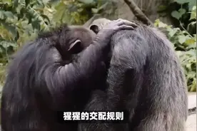 猩猩的交配规则，猩猩如何进行交配的，冷知识又多了一些