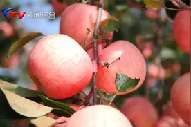 苹果上色好的秘诀！