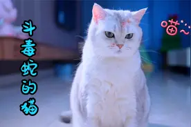 小猫咪为了保护妹妹，跟毒蛇搏斗视频封面