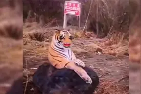 公路上发现老虎的后续，老虎：今天只吃三分，剩下的七分看你造化